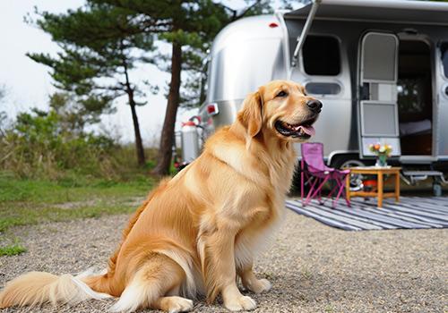 A golden retriever sits attentively in front of a parked caravan, with a picnic setup and trees in the background.