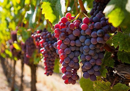 A close-up of vibrant, ripe grape clusters hanging from a vine, surrounded by lush green leaves and sunlight.
