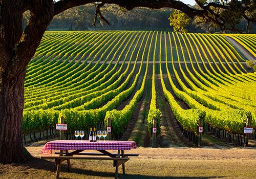 A picturesque vineyard scene with rows of grapevines stretching into the distance, a picnic table set with wine glasses and bottles under a tree, and a serene countryside backdrop.
